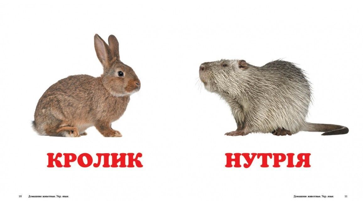 Навколишній світ СВІЙСЬКІ ТВАРИНИ Укр (Пегас) фото