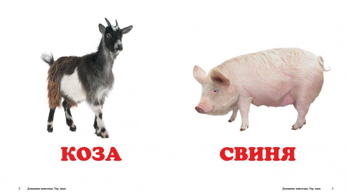 Навколишній світ СВІЙСЬКІ ТВАРИНИ Укр (Пегас) фото