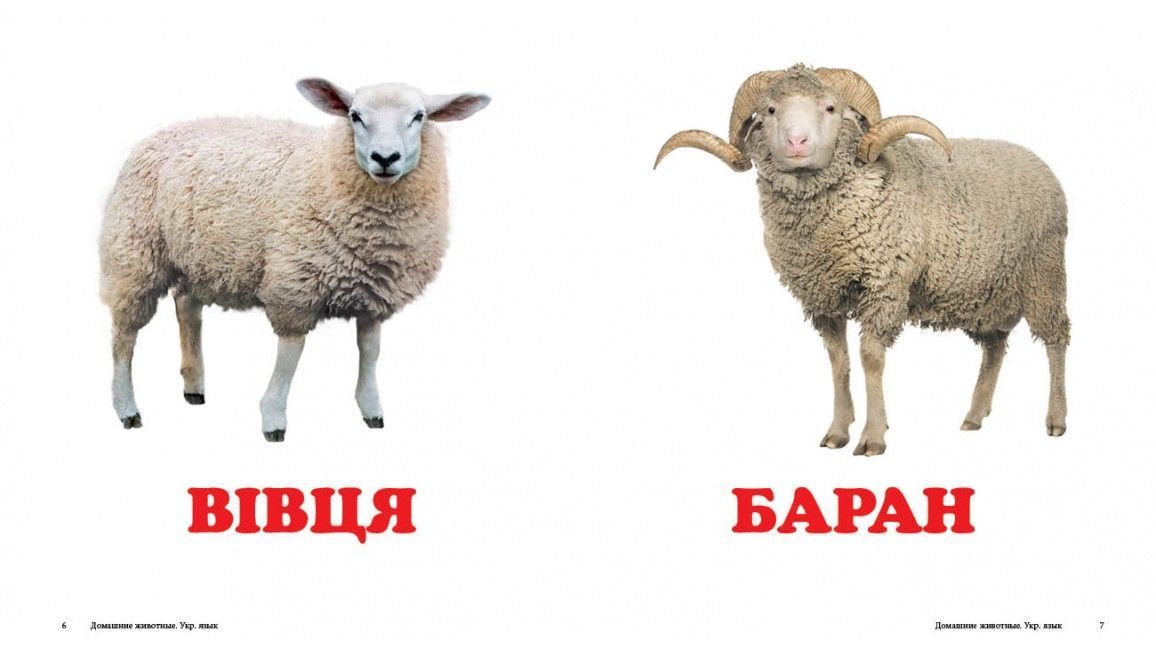 Навколишній світ СВІЙСЬКІ ТВАРИНИ Укр (Пегас) фото
