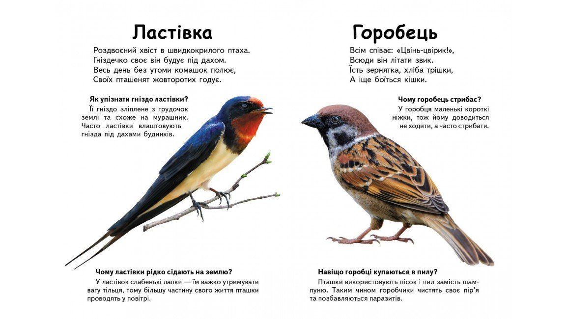 Книжка-картонка ХТО ЦЕ? Птахи А5 Укр (Пегас) фото