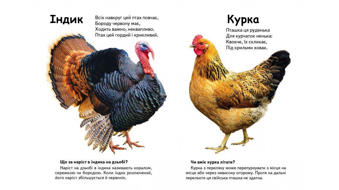 Книжка-картонка ХТО ЦЕ? Свійські тварини Укр (Пегас) фото